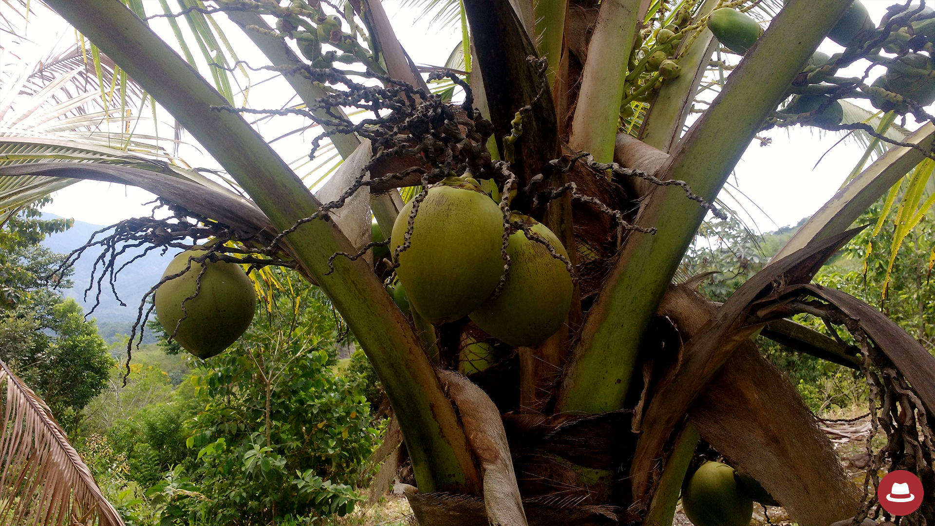 Palma de coco