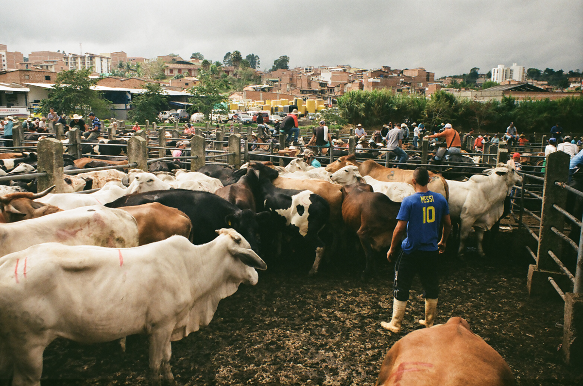 Feria de ganado de Marinilla 2