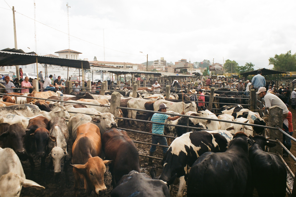 Feria de ganado de Marinilla 3