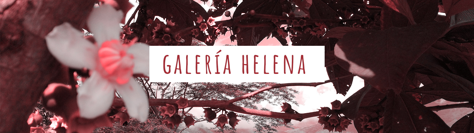 galeria-Helena-1